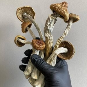 Golden Teacher Magic Mushrooms