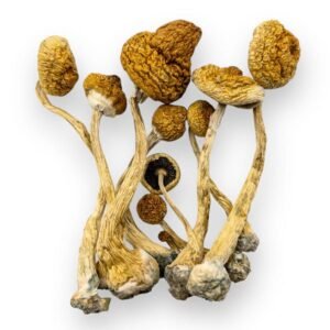 Liberty Cap Mushroom