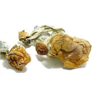 Malabar Coast Magic Mushroom