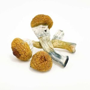 Treasure Coast Magic Mushroom